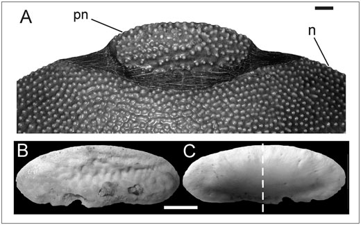 龟鳖目动物大全及图片,所有龟鳖类动物
