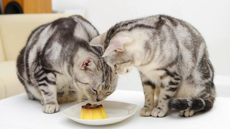 猫主子养猫需要注意的事项,猫主子特别瘦怎么办