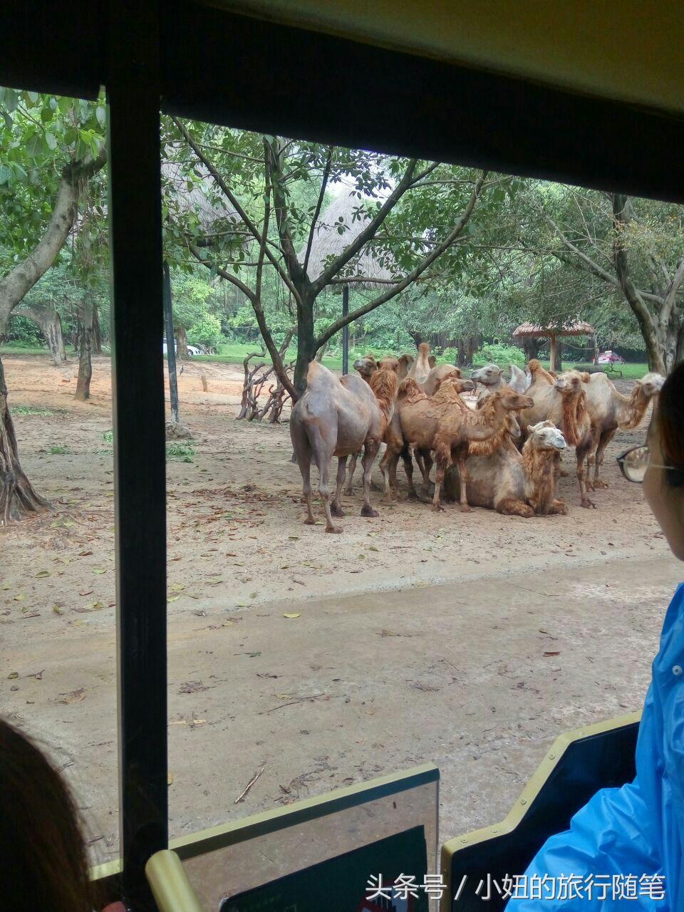 考拉最多的动物园,长隆动物园考拉园