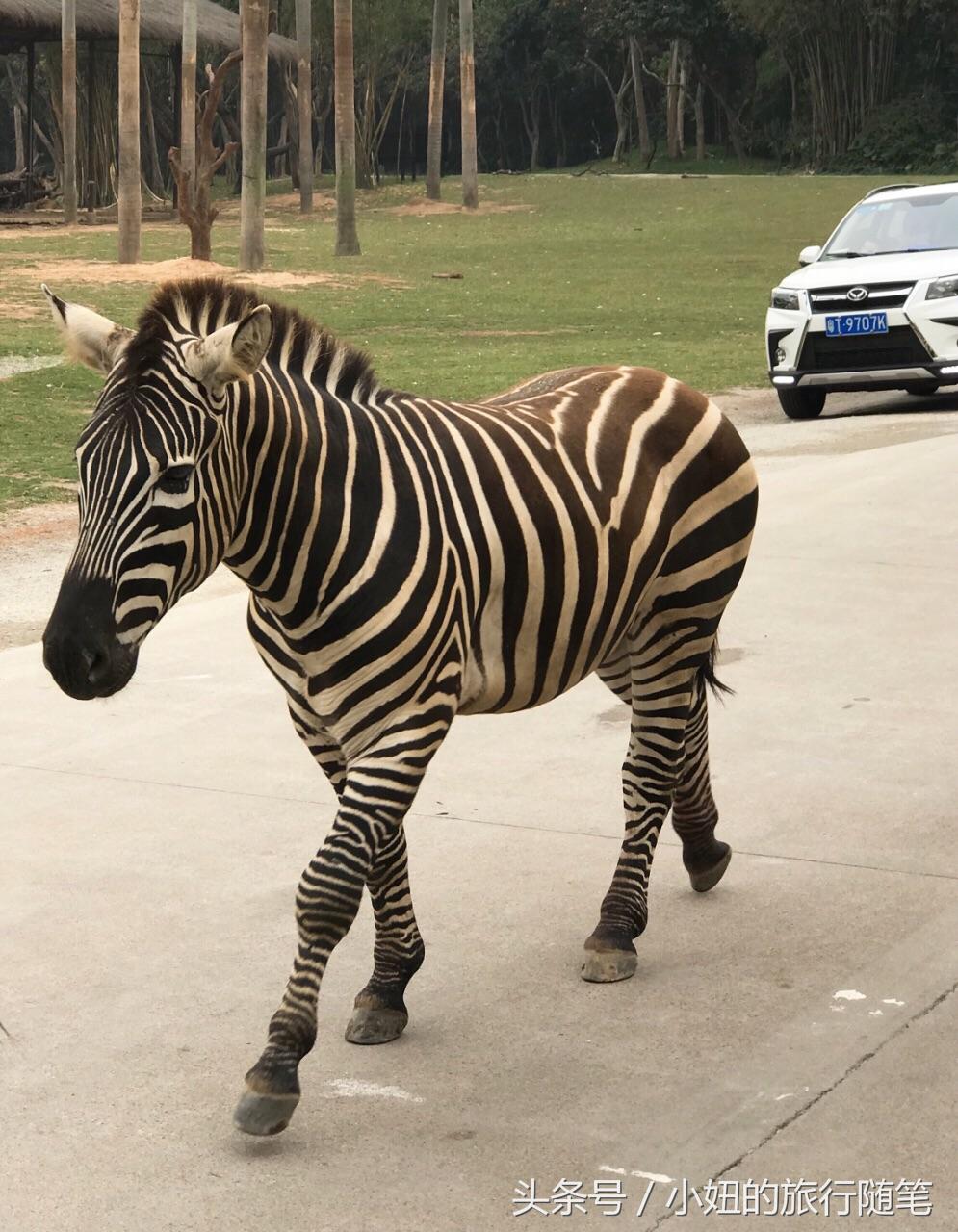 考拉最多的动物园,长隆动物园考拉园