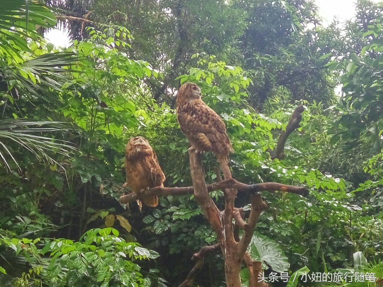 国内哪个动物园有考拉,广州长隆野生动物园考拉馆介绍