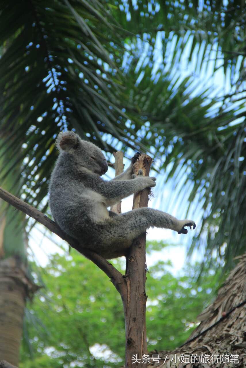 国内哪个动物园有考拉,广州长隆野生动物园考拉馆介绍