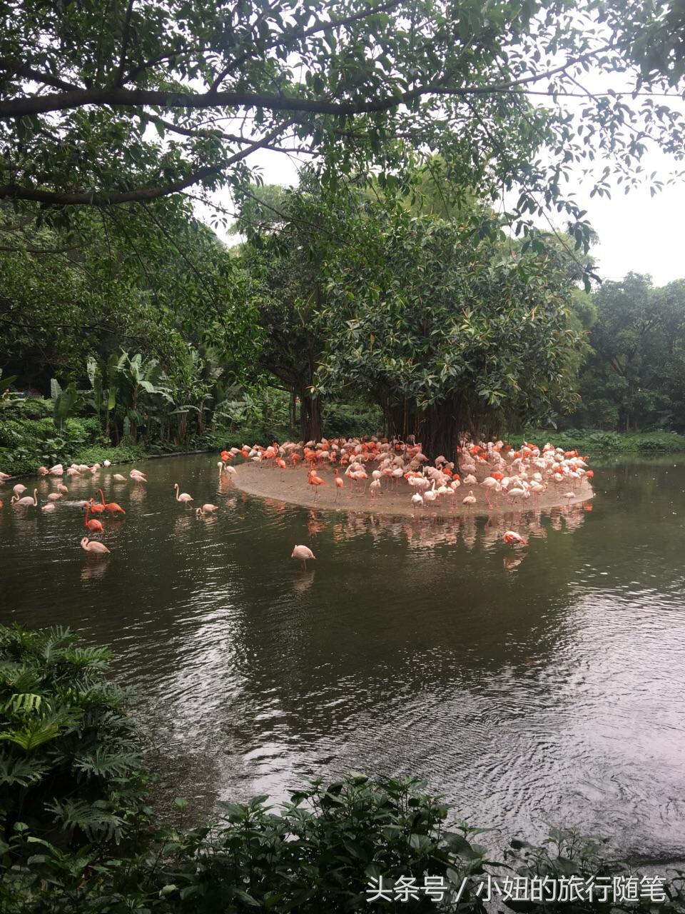 全国唯一可以看考拉的动物园,考拉野生动物园