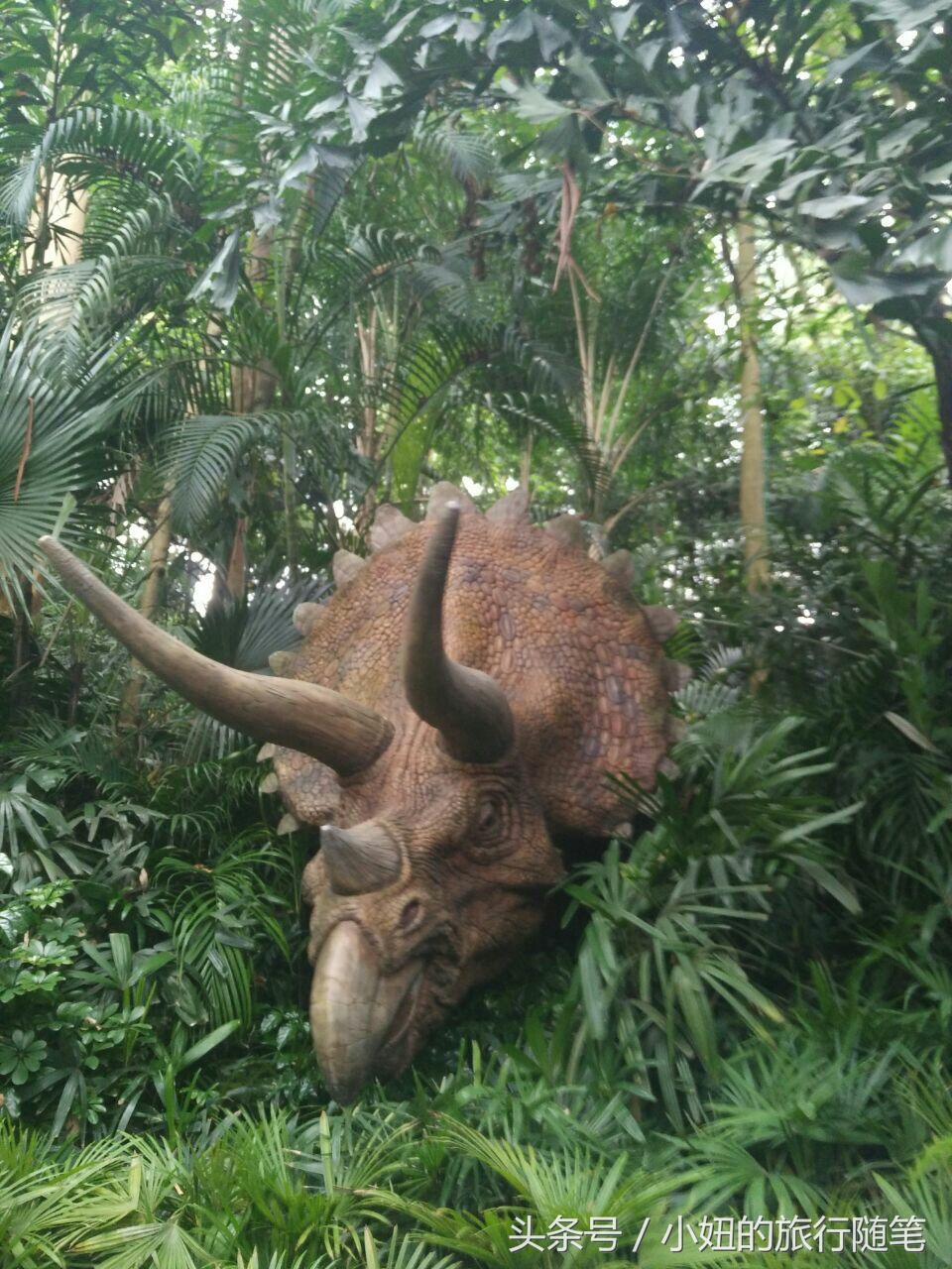 考拉最多的动物园,长隆动物园考拉园