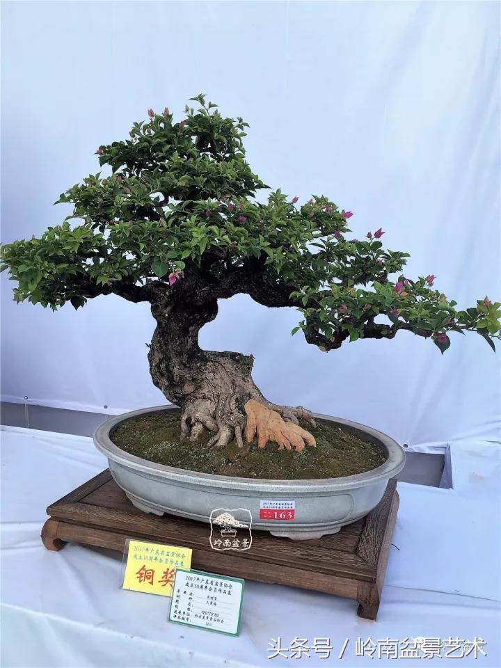 精品掌中宝三角梅盆景,顶级国宝级三角梅盆景