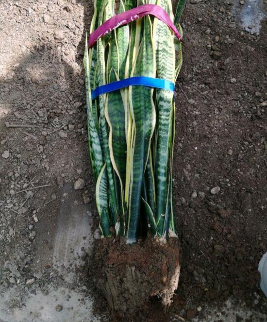 虎皮兰剪掉头还能活吗,虎皮兰为什么会拦腰折断