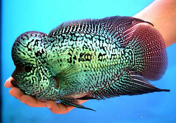 观赏鱼的养殖方法与技巧,观赏鱼要如何养殖