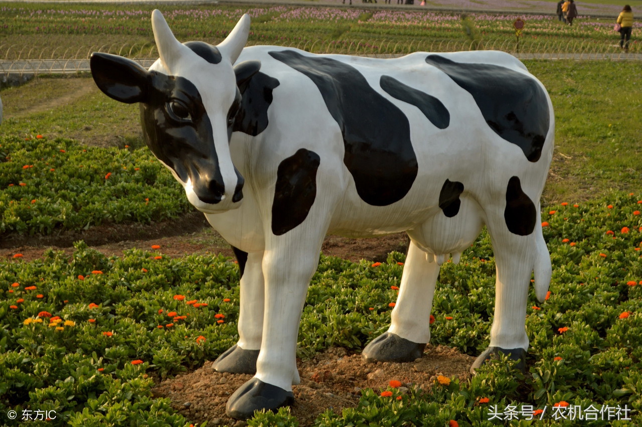 夏季奶牛解热镇痛有妙招七大抗炎药物“药到病除”