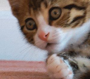 深圳驾照降级恢复最新消息,深圳驾驶证出新规了吗