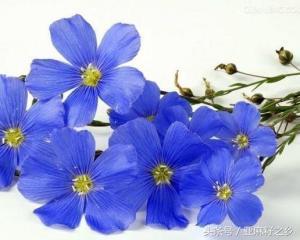 被雪藏在大西北高寒区，提高智力/养容美颜/抗癌，世界上最好的油