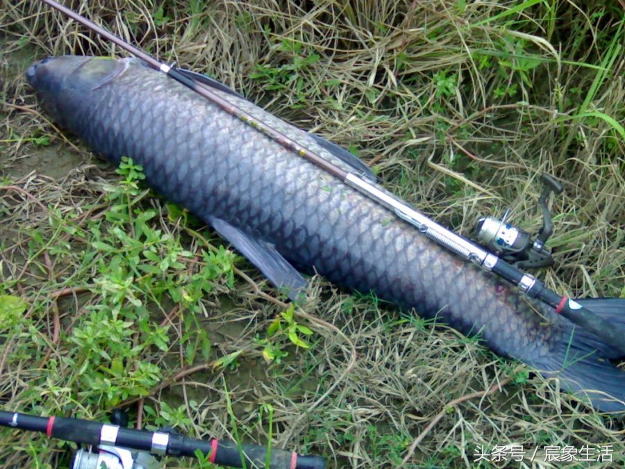 钓鱼零基础台钓知识大全,淡水鱼品种及习性大图