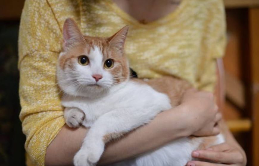 怎么挑选好看的田园猫,怎么挑选中华田园猫