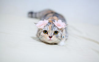 各种中国菜的英文名,这些中国美食的英文名你知道吗