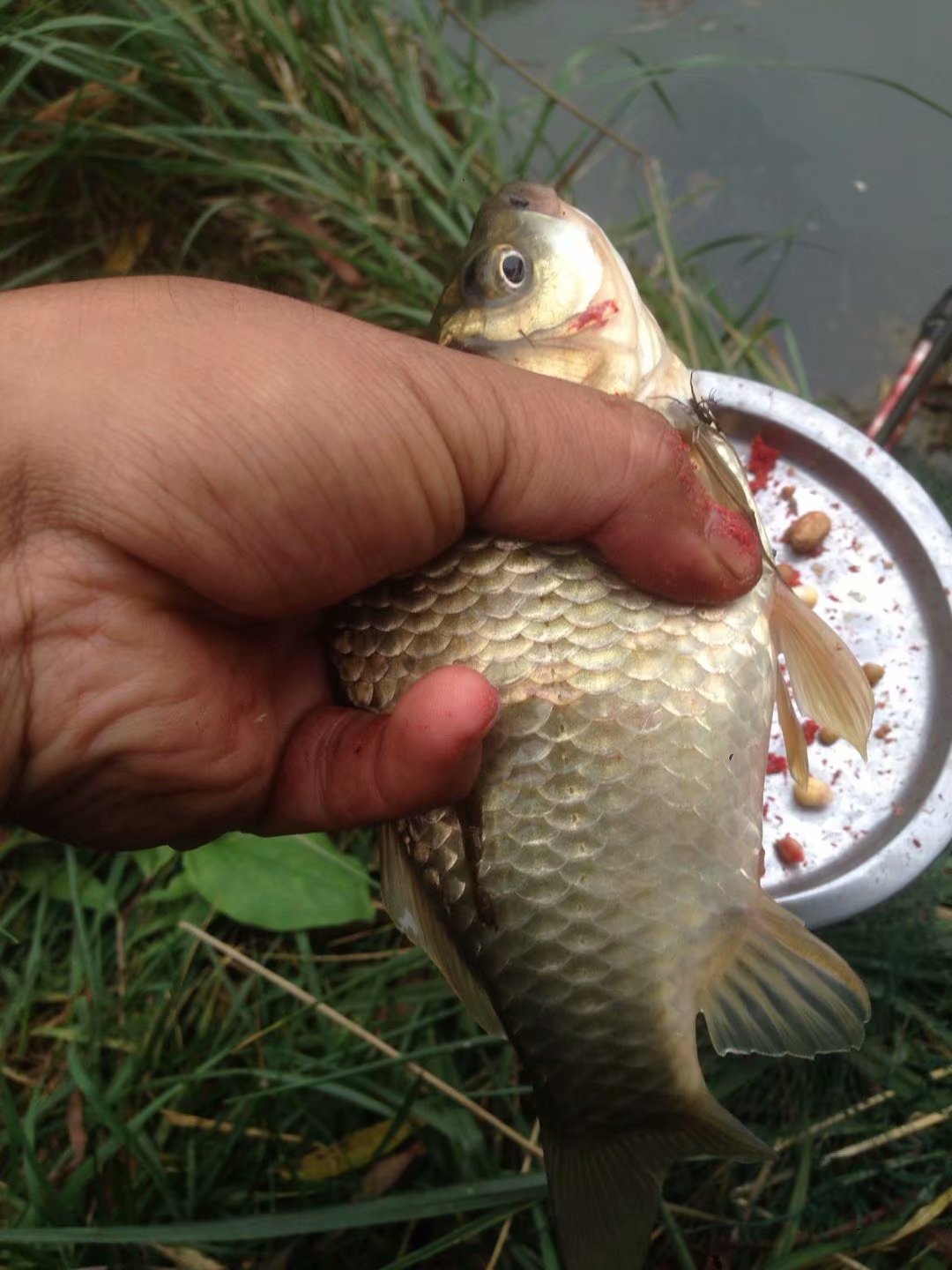 天凉鱼不开口,天凉鱼儿不开口吃饵