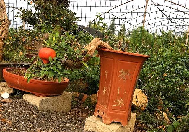 石榴树的栽培方法和注意事项,石榴树养根办法