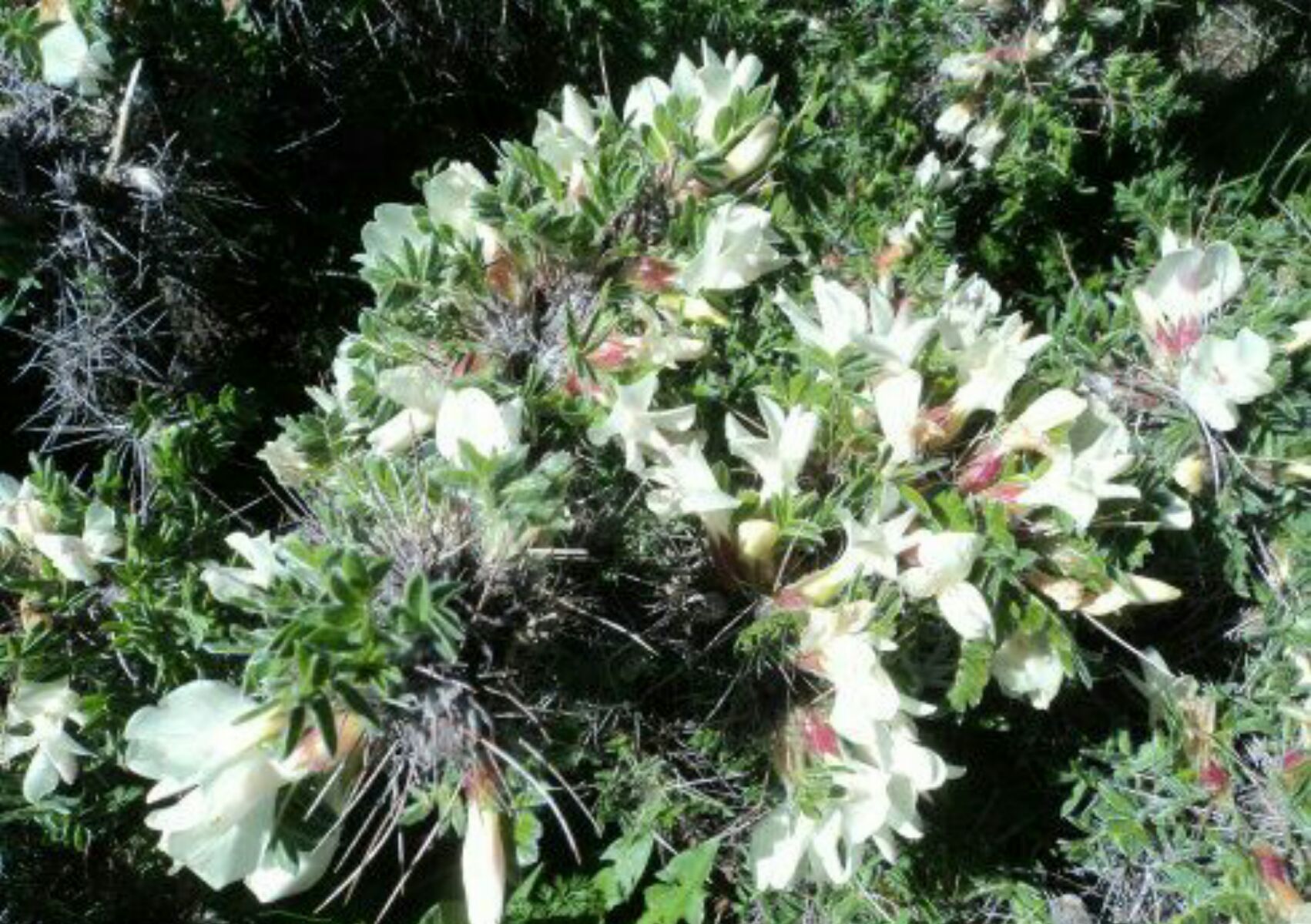 别样朝台路（繁峙古北台）