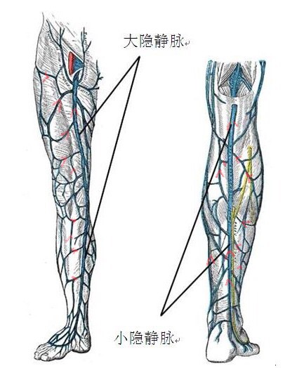 静脉曲张详细解说,静脉曲张知识大全书籍