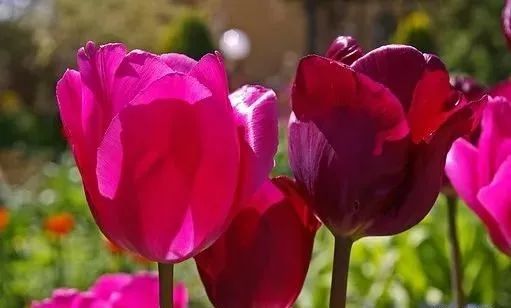 原来健康不等于长寿!一位保健专家的6句真心话,非常受益!