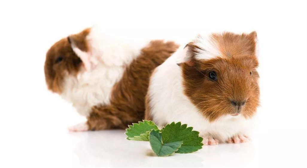 荷兰猪用8cm的脚垫可以吗,荷兰猪脚垫哪个牌子好