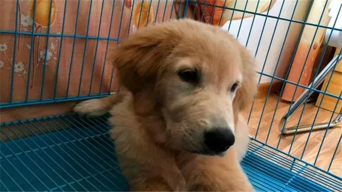 幼犬金毛吃多了会怎样,金毛吃多了拉稀需要禁食吗