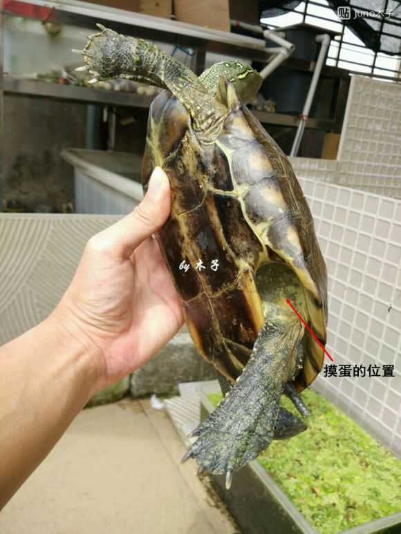 草龟繁殖经验分享孵蛋40天破壳,草龟孵化及幼龟养殖