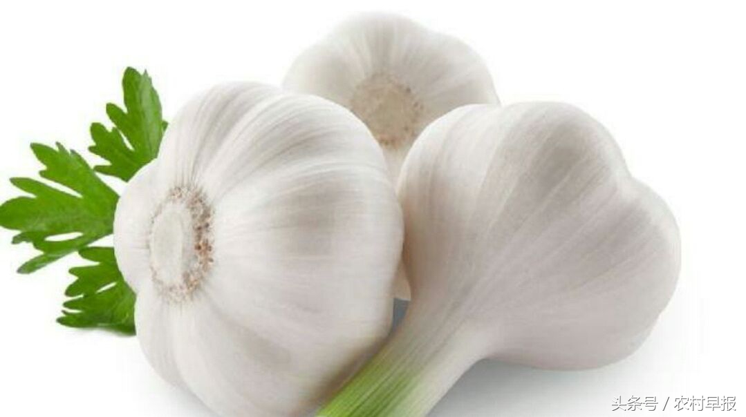 什么品种的绿头蒜苔大蒜比较早熟,种植早熟大蒜和晚熟大蒜哪种赚钱