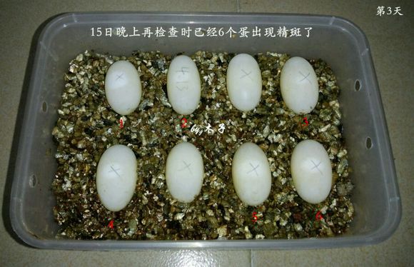 草龟繁殖经验分享孵蛋40天破壳,草龟孵化及幼龟养殖