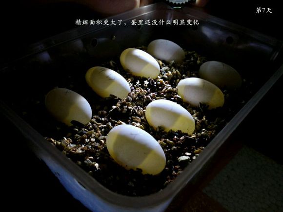 草龟繁殖经验分享孵蛋40天破壳,草龟孵化及幼龟养殖