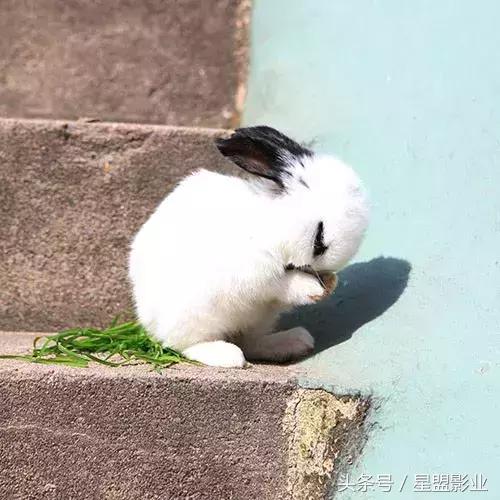 索达吉堪布:为什么要吃素、环保、爱动物?