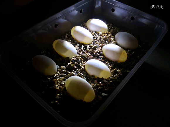 草龟繁殖经验分享孵蛋40天破壳,草龟孵化及幼龟养殖