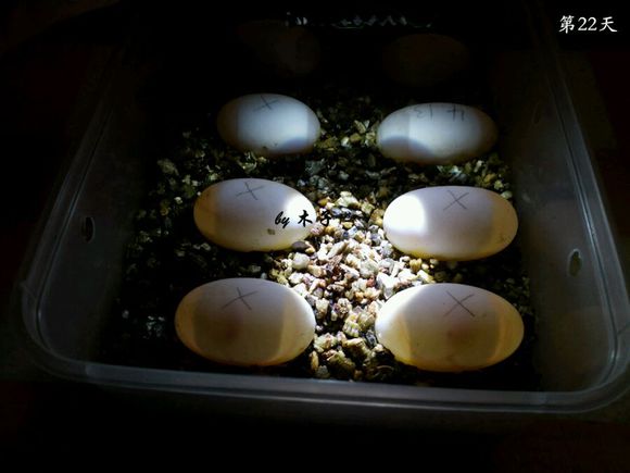 草龟繁殖经验分享孵蛋40天破壳,草龟孵化及幼龟养殖