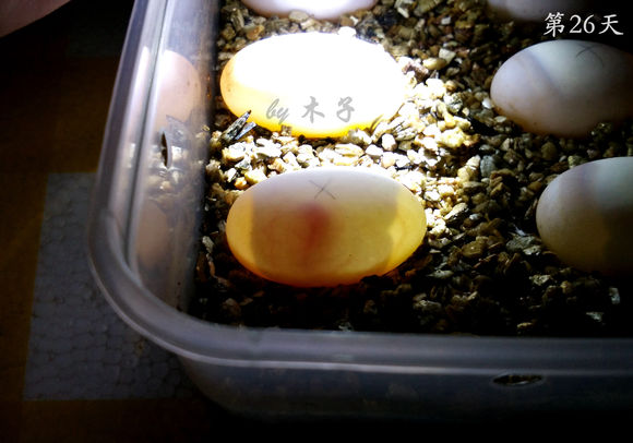 草龟繁殖经验分享孵蛋40天破壳,草龟孵化及幼龟养殖