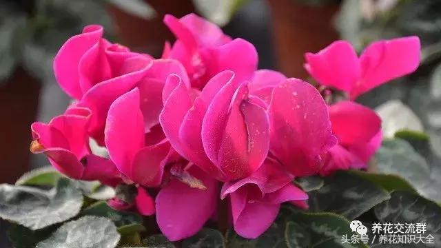 家中养什么花聚财旺家保平安,聚财旺家保平安