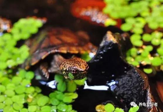 绿水养龟的绿水怎么来的,绿水养龟绿水容易臭吗