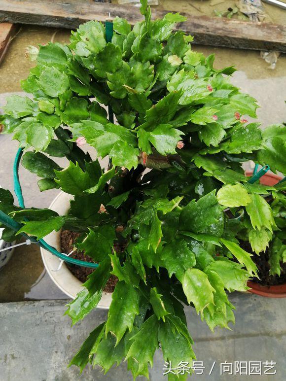 蟹爪兰叶子发黄一招解决,蟹爪兰整棵发黄是缺硫酸亚铁吗
