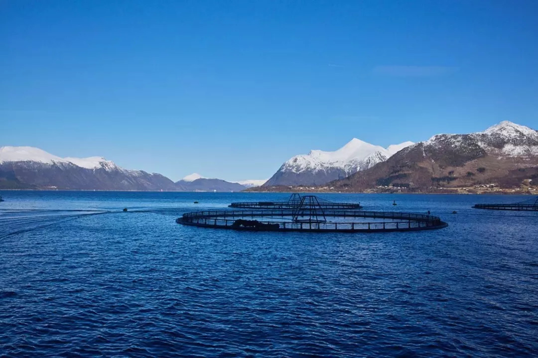 盒马有什么可以加工的,盒马当下阶段的挑战是什么