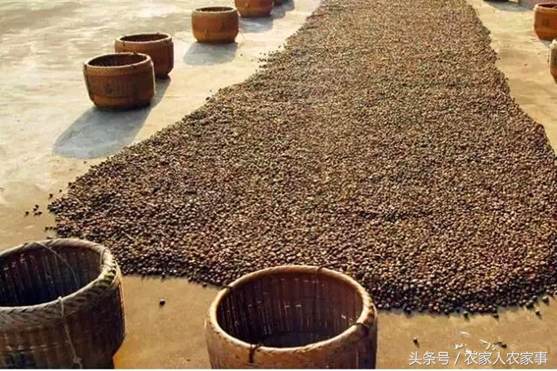 探访赣南传统手工榨‘’木梓油‘’（茶油）的工艺流程