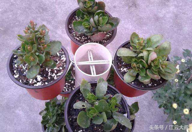 自制户外花架100种图片,自制多肉花架最简单的方法