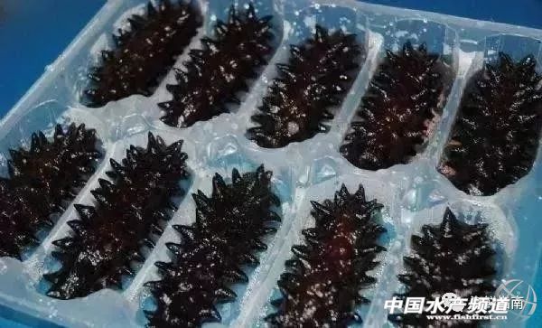 海参价格大跌原因,海参价格大跌吗