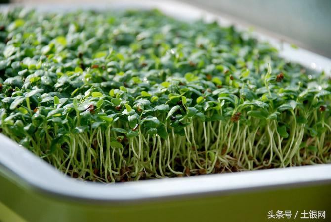 各种芽苗菜的种植方法,芽苗菜种植哪几种