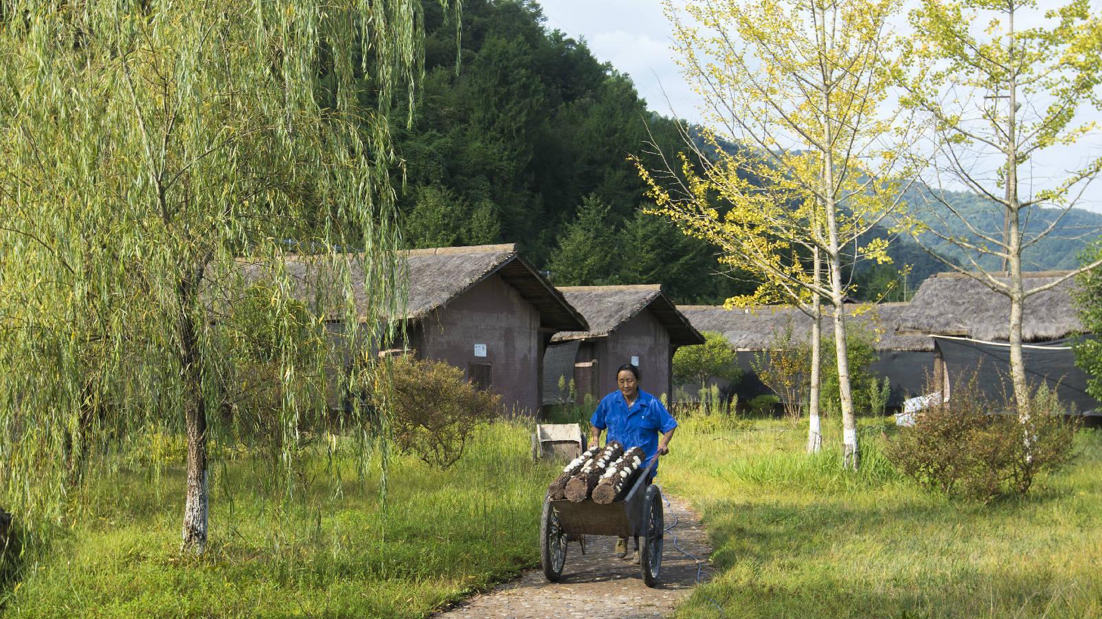 热点解读乡村振兴,通江乡村振兴