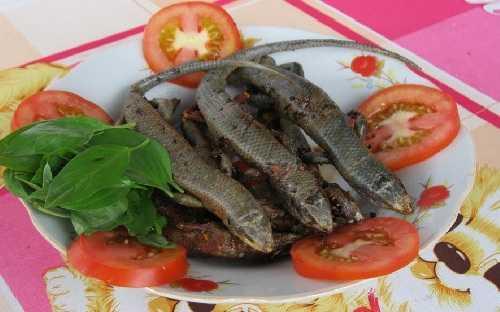 四脚蛇生长周期,野生四脚蛇能长多大