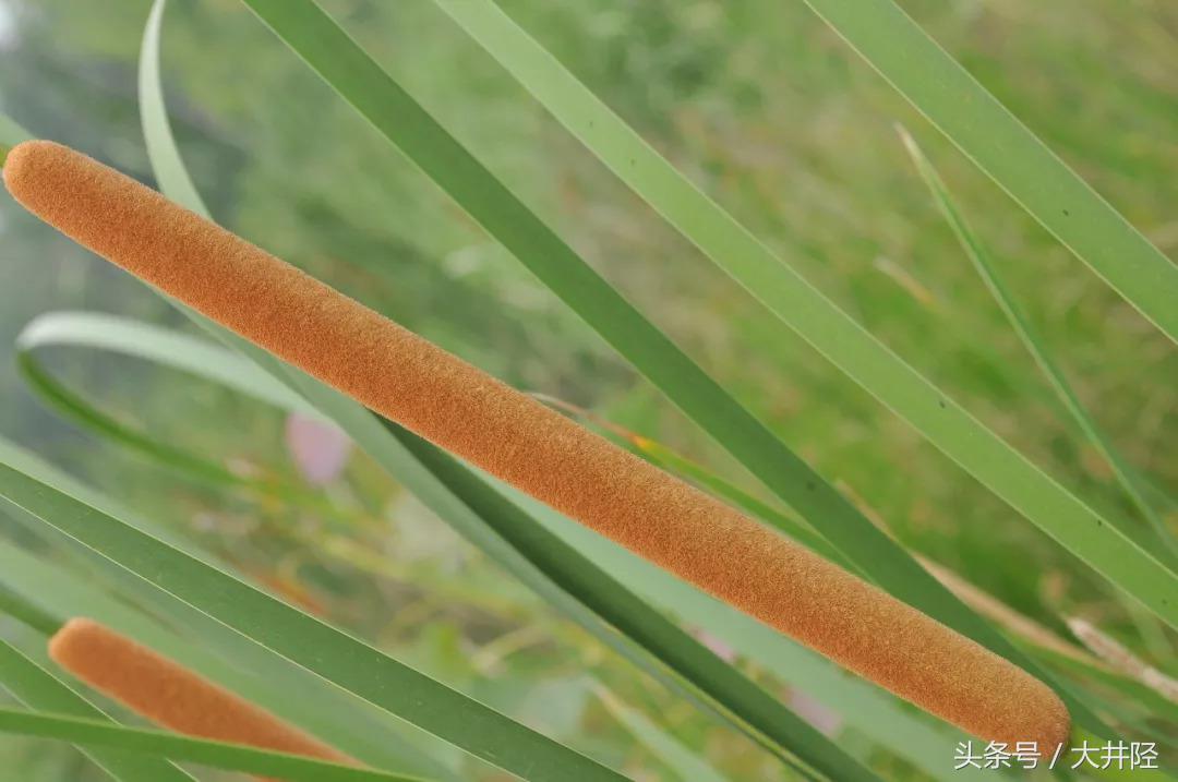 这种草制品很多人见过，但是你们真的了解它吗？