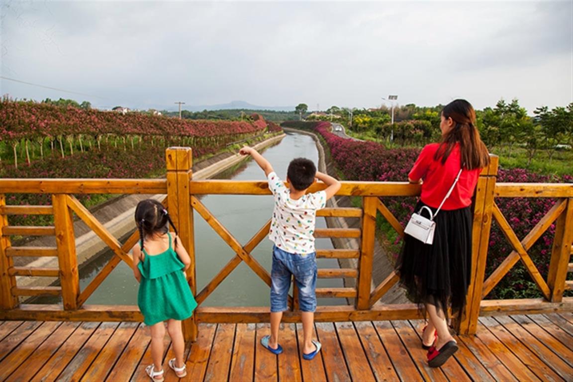 零陵百里花果生态风光带：紫薇花开迎客来