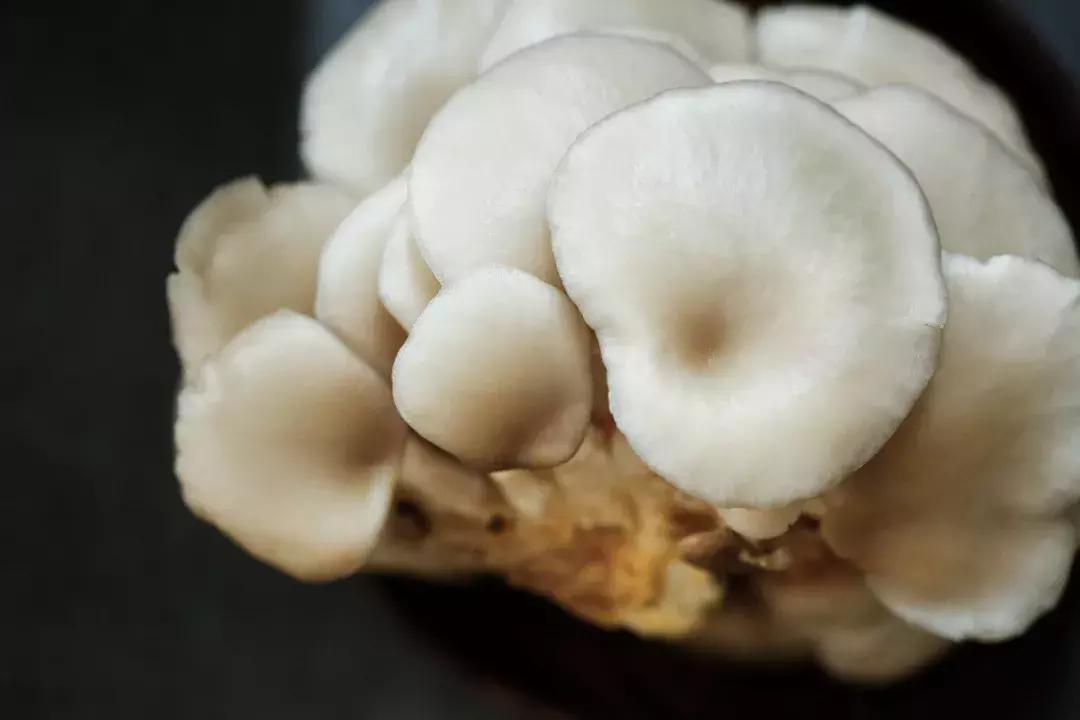 蘑菇怎么那么多啊,蘑菇要怎样吃才知道没有毒