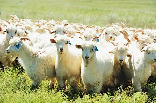 第六届鄂尔多斯羊绒羊毛展,2023年鄂尔多斯羊绒羊毛展览会