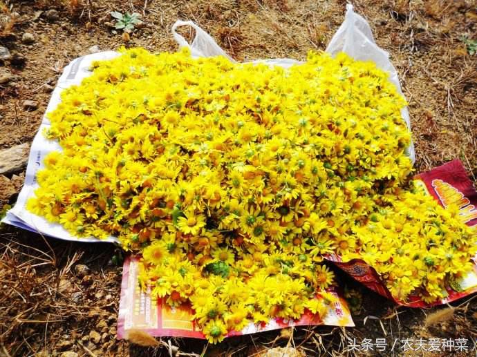 路边的野草治疗咳嗽,路边有哪些野草治咳嗽