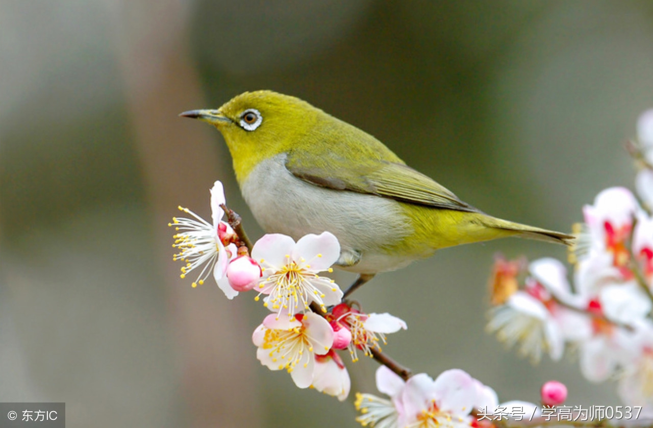 四年级上册语文积累背诵专项训练,四年级古诗文背诵1至26首