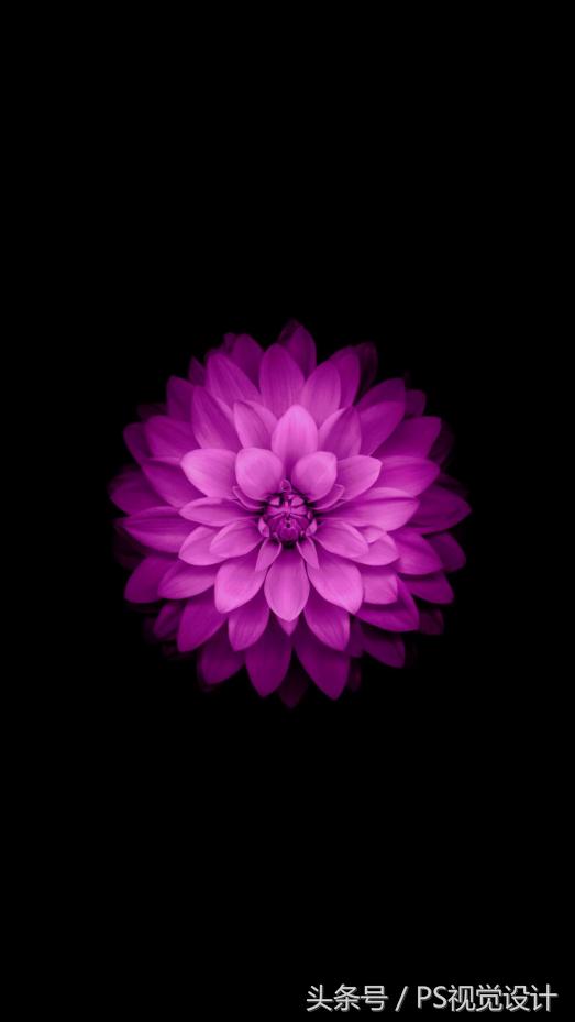 苹果手机历代菊花壁纸超清4k原图,历代ios壁纸超清原图