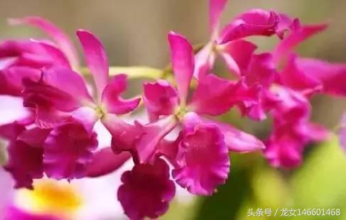 世界各国的国花视频,各国国花及花语列表